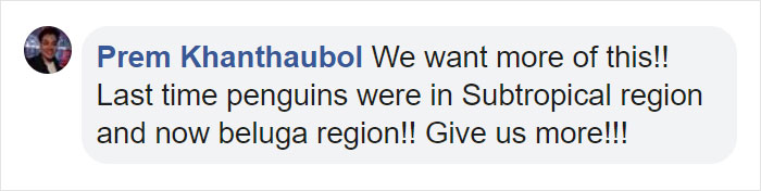 Penguins Meet Beluga Whales In A Closed Aquarium And It&#8217;s Adorable How Curious They Are