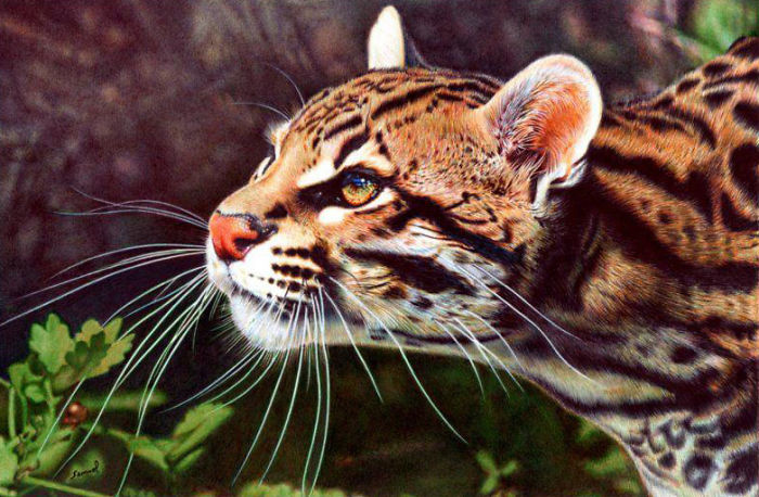 61 Ballpoint Pen Drawings By Samuel Silva 61 Ballpoint Pen Drawings By Samuel Silva