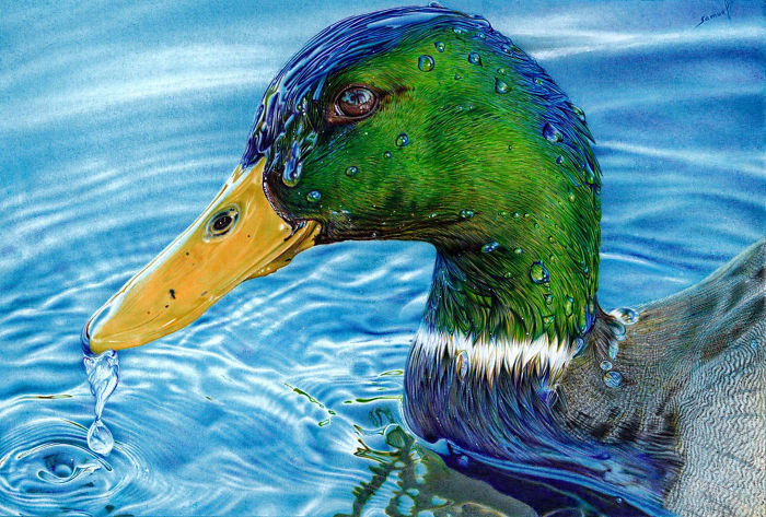 61 Ballpoint Pen Drawings By Samuel Silva 61 Ballpoint Pen Drawings By Samuel Silva