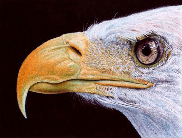 61 Ballpoint Pen Drawings By Samuel Silva 61 Ballpoint Pen Drawings By Samuel Silva