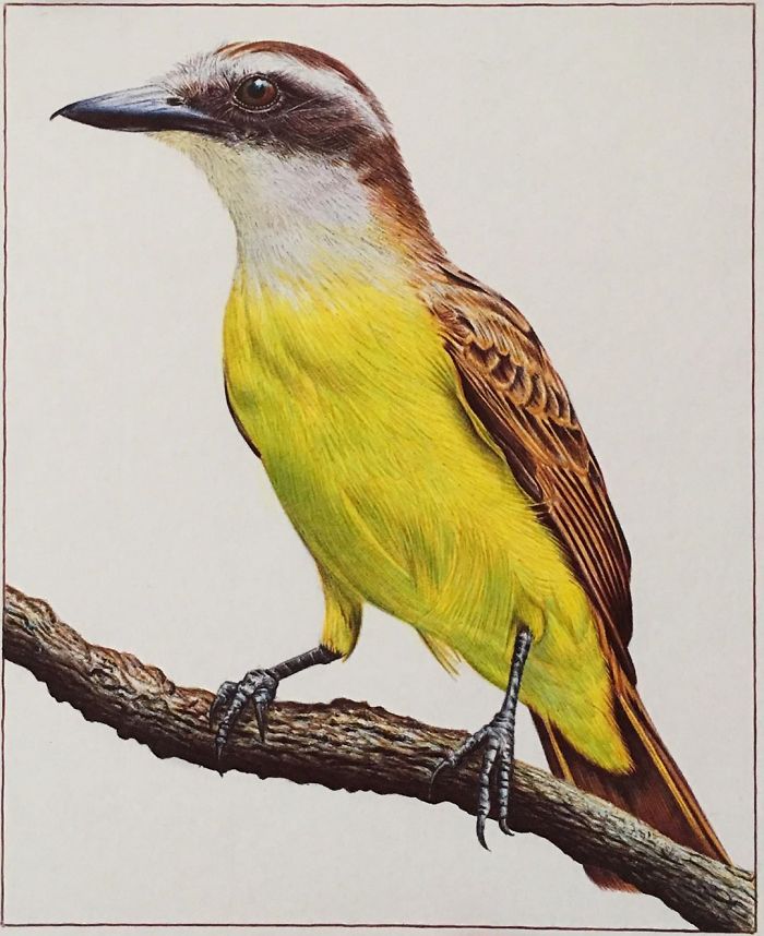 61 Ballpoint Pen Drawings By Samuel Silva 61 Ballpoint Pen Drawings By Samuel Silva