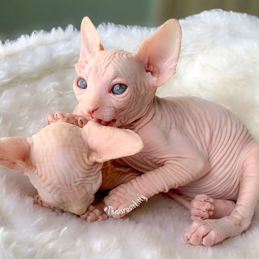 Here Are 68 Pics Of My Cats That Help Me During Tough Times Here Are 68 Pics Of My Cats That Help Me During Tough Times