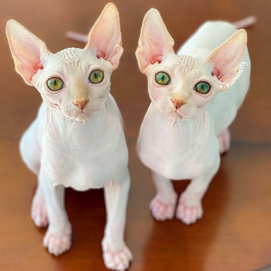 Here Are 68 Pics Of My Cats That Help Me During Tough Times Here Are 68 Pics Of My Cats That Help Me During Tough Times