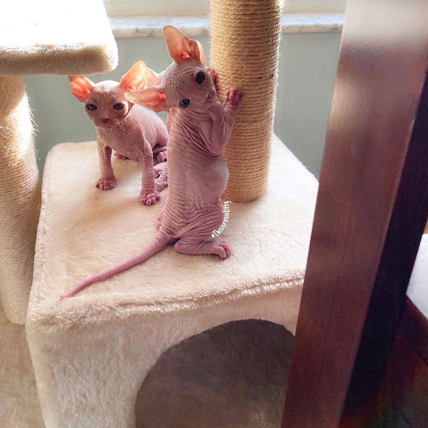 Here Are 68 Pics Of My Cats That Help Me During Tough Times Here Are 68 Pics Of My Cats That Help Me During Tough Times