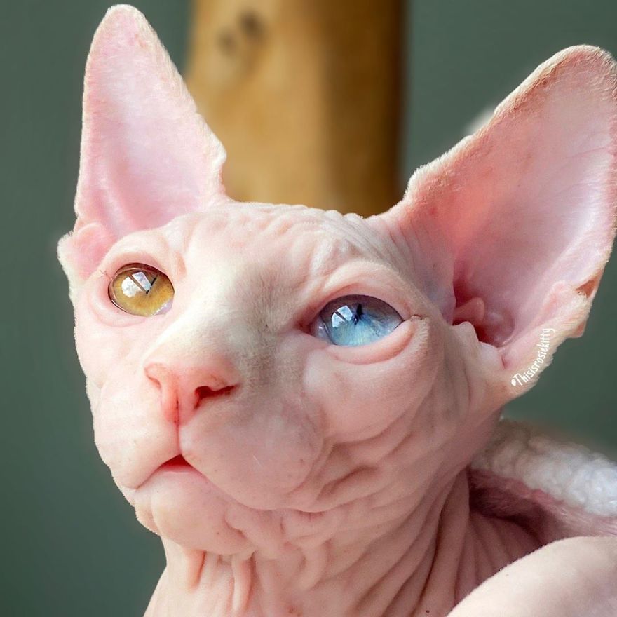 Here Are 68 Pics Of My Cats That Help Me During Tough Times Here Are 68 Pics Of My Cats That Help Me During Tough Times