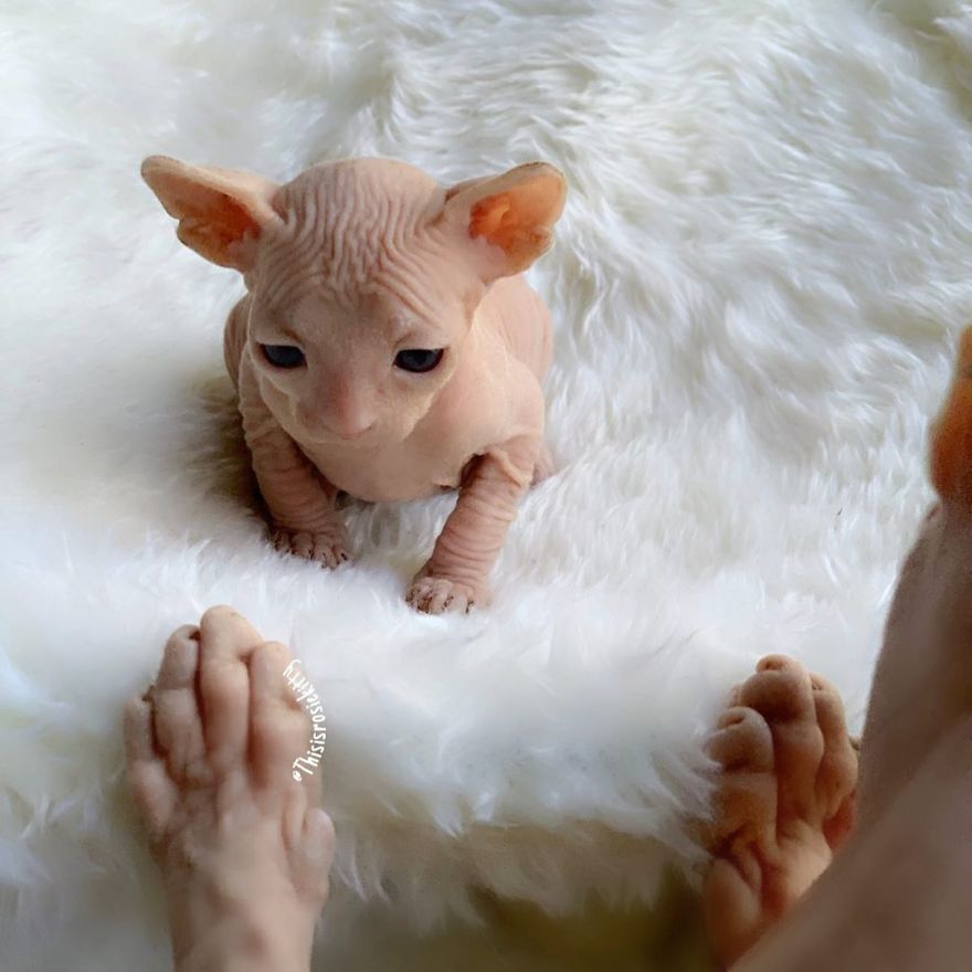 Here Are 68 Pics Of My Cats That Help Me During Tough Times Here Are 68 Pics Of My Cats That Help Me During Tough Times