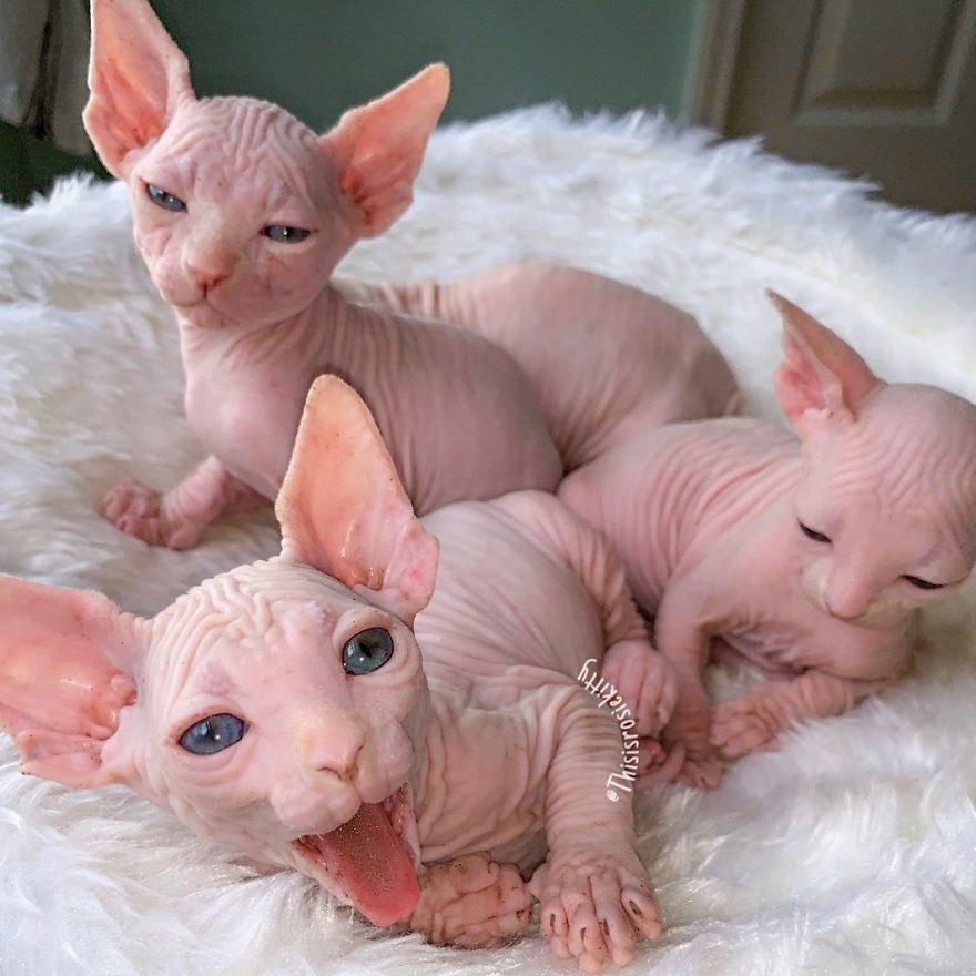 Here Are 68 Pics Of My Cats That Help Me During Tough Times Here Are 68 Pics Of My Cats That Help Me During Tough Times