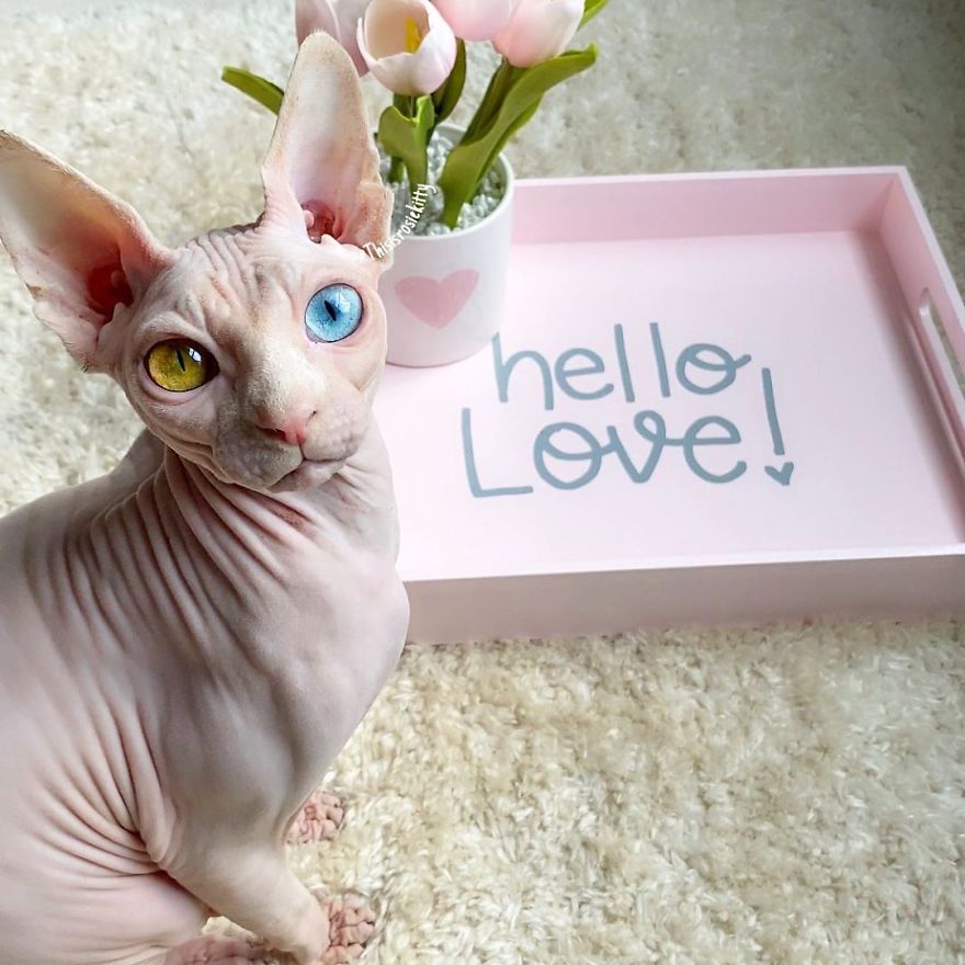 Here Are 68 Pics Of My Cats That Help Me During Tough Times Here Are 68 Pics Of My Cats That Help Me During Tough Times