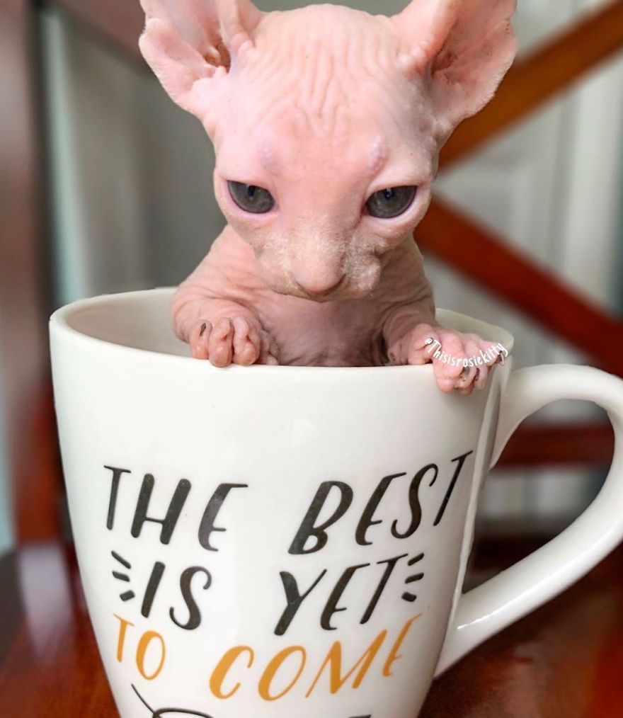 Here Are 68 Pics Of My Cats That Help Me During Tough Times Here Are 68 Pics Of My Cats That Help Me During Tough Times