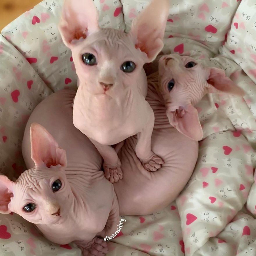 Here Are 68 Pics Of My Cats That Help Me During Tough Times Here Are 68 Pics Of My Cats That Help Me During Tough Times