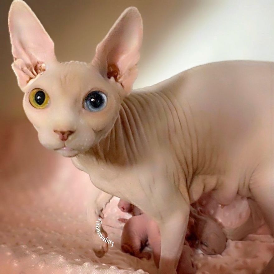 Here Are 68 Pics Of My Cats That Help Me During Tough Times Here Are 68 Pics Of My Cats That Help Me During Tough Times