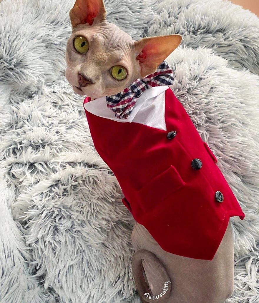 Here Are 68 Pics Of My Cats That Help Me During Tough Times Here Are 68 Pics Of My Cats That Help Me During Tough Times