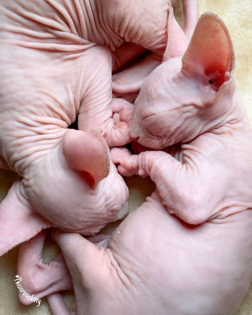 Here Are 68 Pics Of My Cats That Help Me During Tough Times Here Are 68 Pics Of My Cats That Help Me During Tough Times