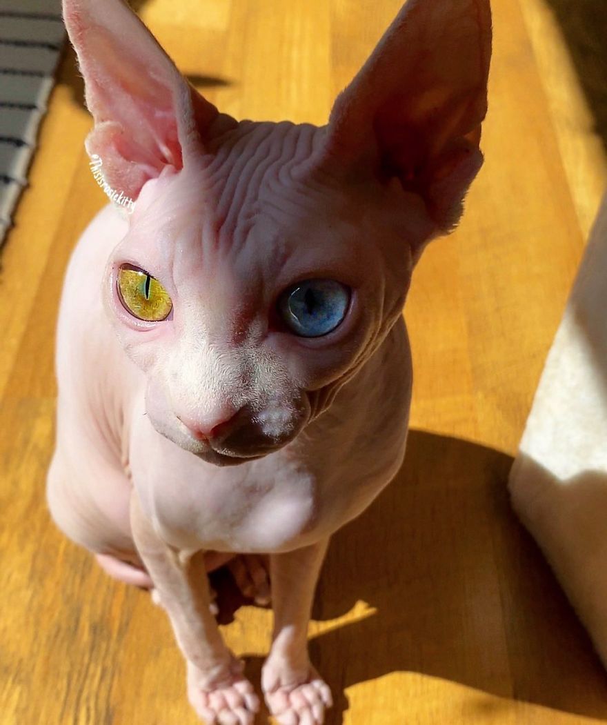 Here Are 68 Pics Of My Cats That Help Me During Tough Times Here Are 68 Pics Of My Cats That Help Me During Tough Times