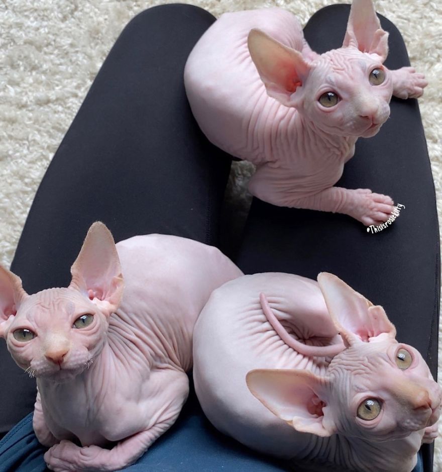 Here Are 68 Pics Of My Cats That Help Me During Tough Times Here Are 68 Pics Of My Cats That Help Me During Tough Times