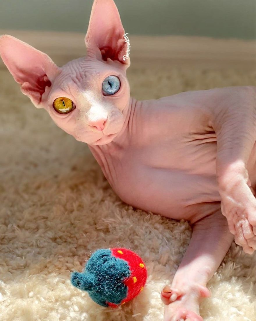 Here Are 68 Pics Of My Cats That Help Me During Tough Times Here Are 68 Pics Of My Cats That Help Me During Tough Times