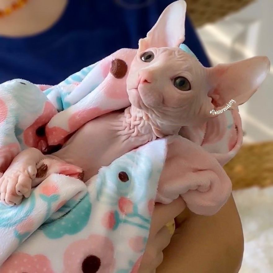 Here Are 68 Pics Of My Cats That Help Me During Tough Times Here Are 68 Pics Of My Cats That Help Me During Tough Times