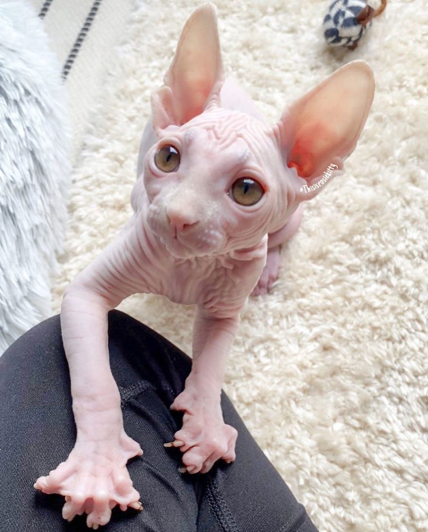 Here Are 68 Pics Of My Cats That Help Me During Tough Times Here Are 68 Pics Of My Cats That Help Me During Tough Times