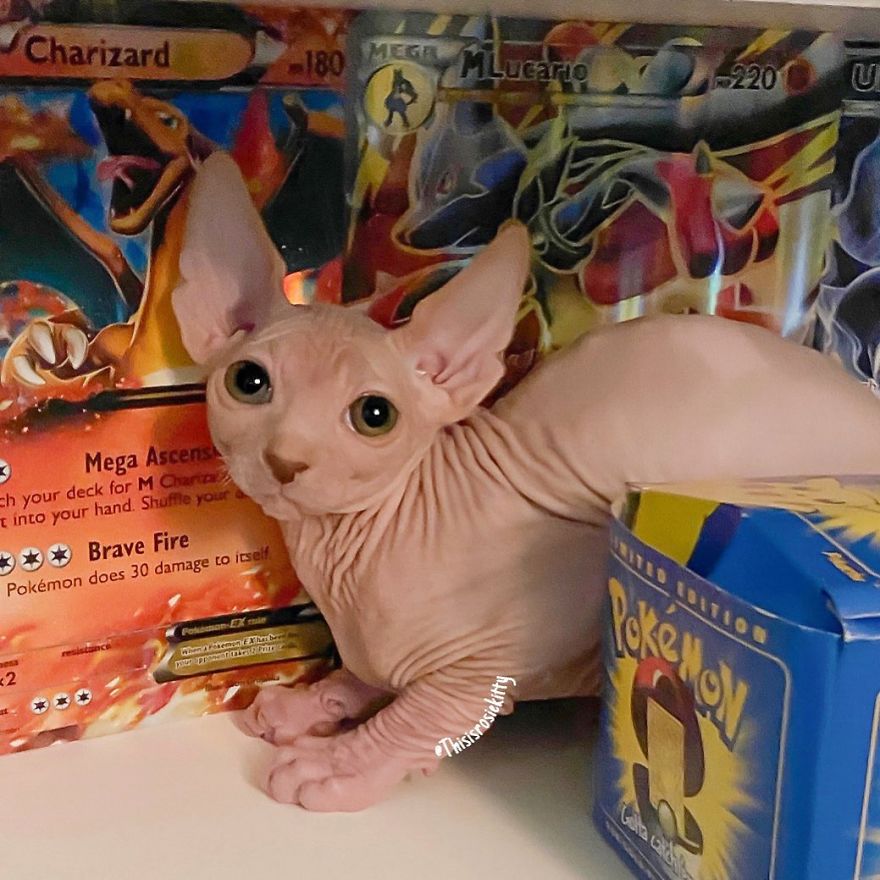 Here Are 68 Pics Of My Cats That Help Me During Tough Times Here Are 68 Pics Of My Cats That Help Me During Tough Times