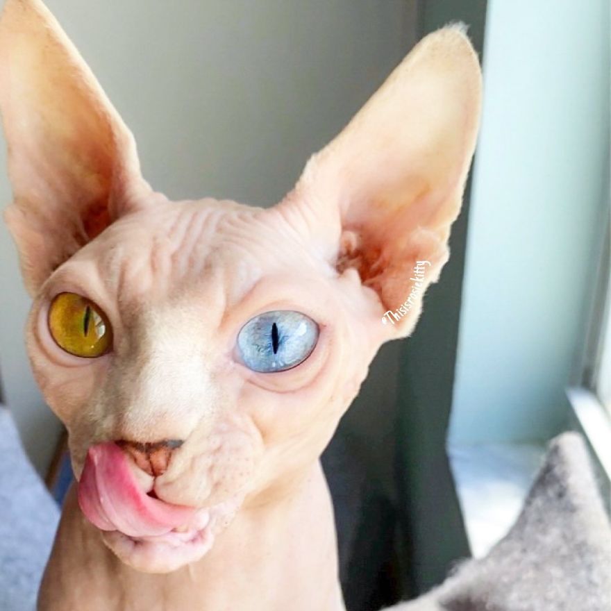 Here Are 68 Pics Of My Cats That Help Me During Tough Times Here Are 68 Pics Of My Cats That Help Me During Tough Times