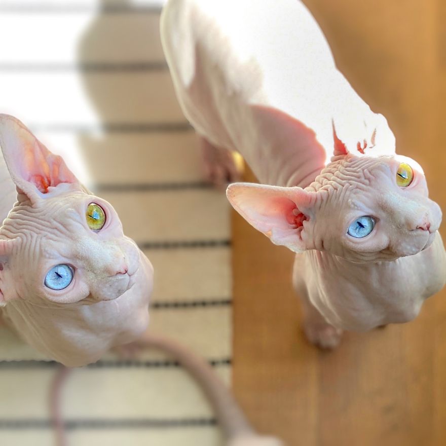 Here Are 68 Pics Of My Cats That Help Me During Tough Times Here Are 68 Pics Of My Cats That Help Me During Tough Times