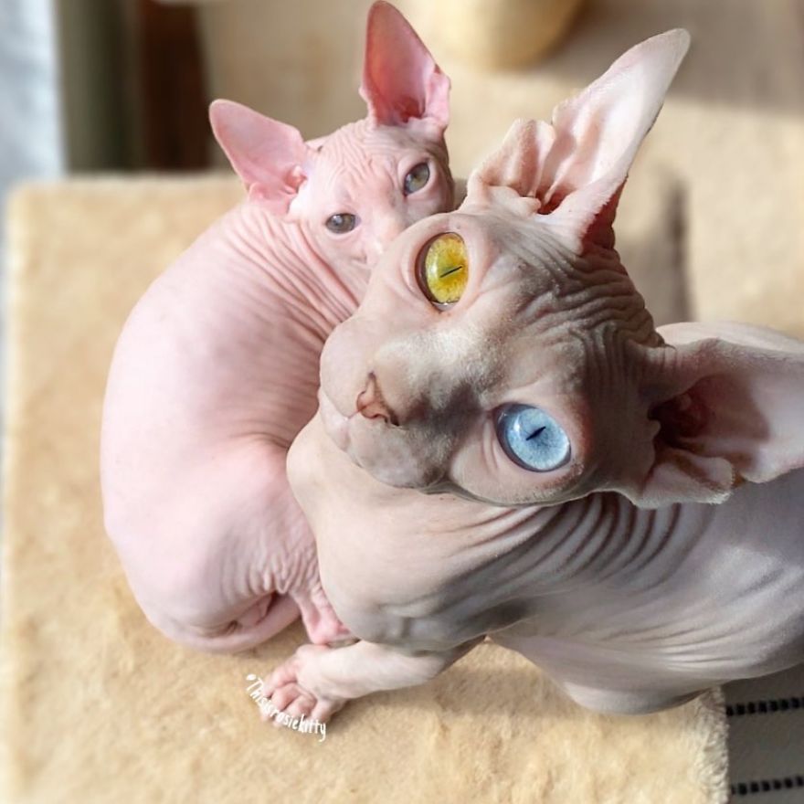 Here Are 68 Pics Of My Cats That Help Me During Tough Times Here Are 68 Pics Of My Cats That Help Me During Tough Times