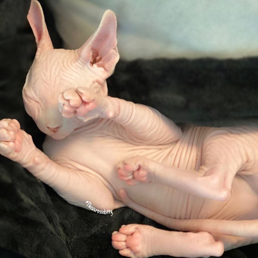 Here Are 68 Pics Of My Cats That Help Me During Tough Times Here Are 68 Pics Of My Cats That Help Me During Tough Times