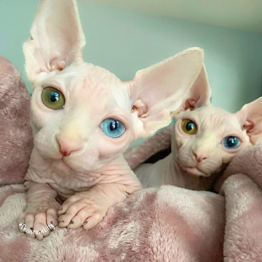 Here Are 68 Pics Of My Cats That Help Me During Tough Times Here Are 68 Pics Of My Cats That Help Me During Tough Times