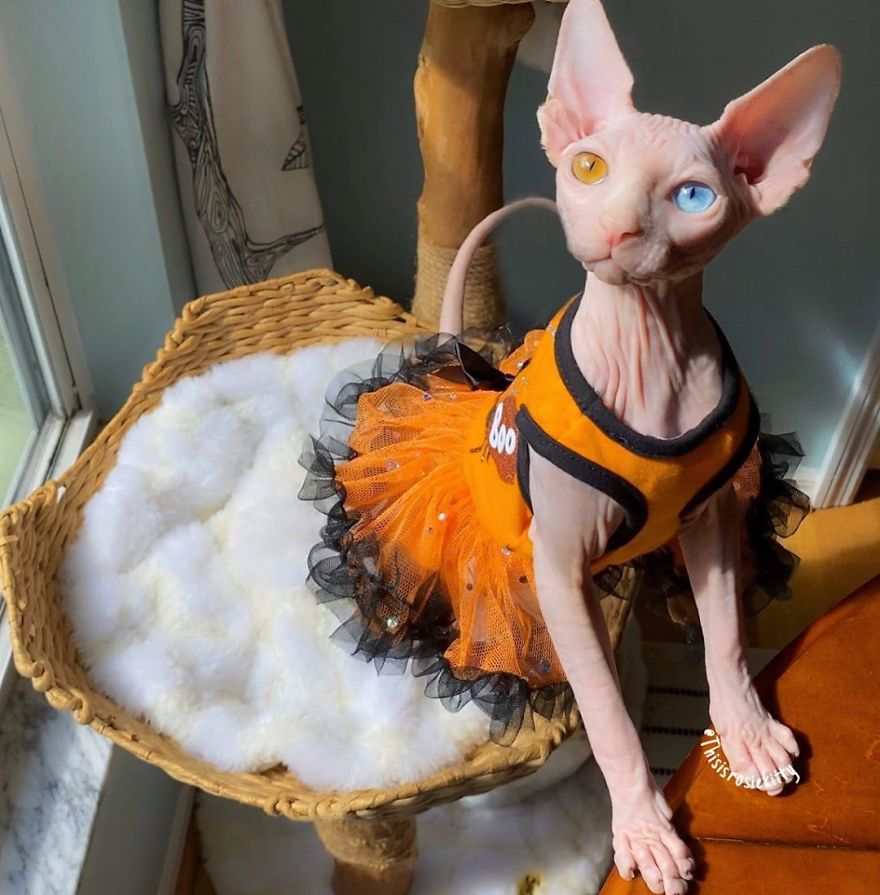 Here Are 68 Pics Of My Cats That Help Me During Tough Times Here Are 68 Pics Of My Cats That Help Me During Tough Times