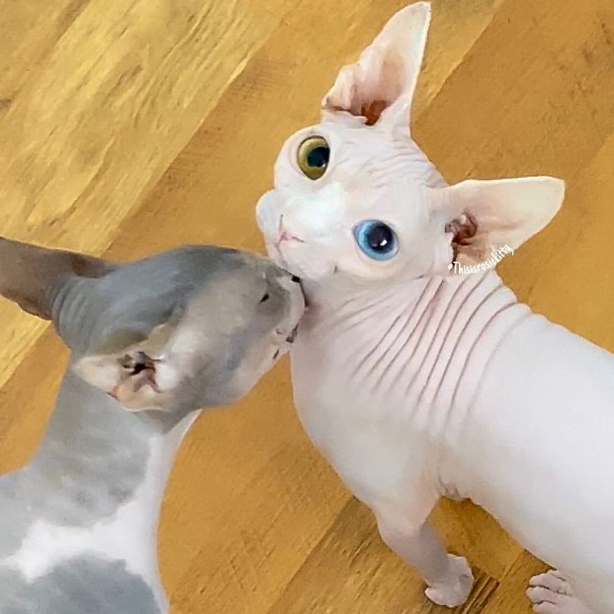 Here Are 68 Pics Of My Cats That Help Me During Tough Times Here Are 68 Pics Of My Cats That Help Me During Tough Times