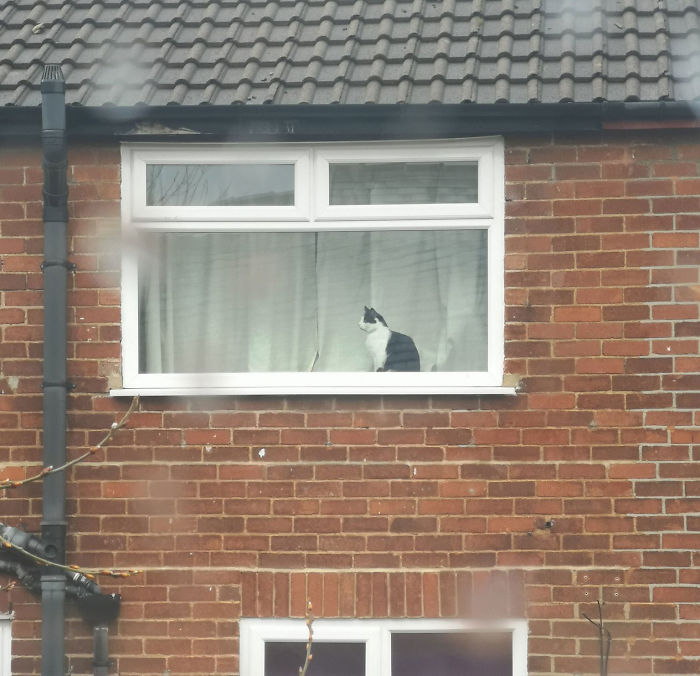 People Under Lockdown Are Using Window Signs To Talk To Their Neighbors About Their Cats, And It&#8217;s Too Pure
