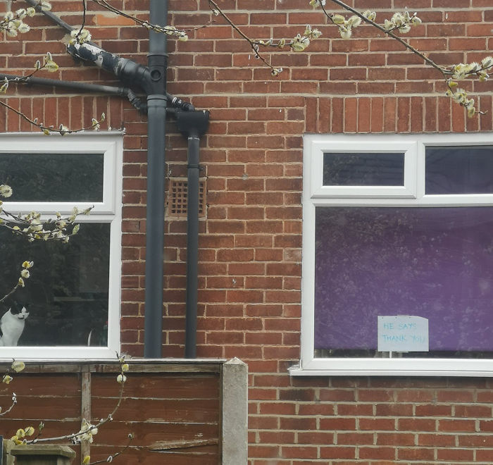People Under Lockdown Are Using Window Signs To Talk To Their Neighbors About Their Cats, And It&#8217;s Too Pure