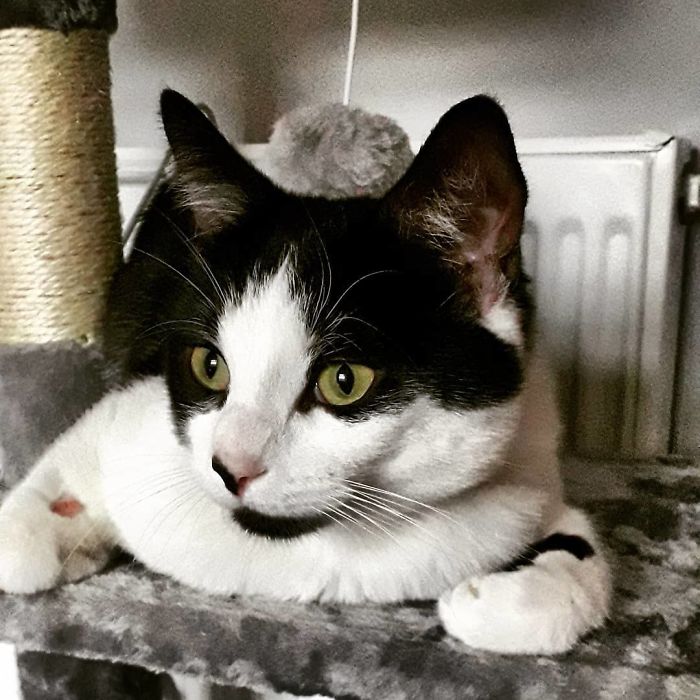 People Under Lockdown Are Using Window Signs To Talk To Their Neighbors About Their Cats, And It’s Too Pure People Under Lockdown Are Using Window Signs To Talk To Their Neighbors About Their Cats, And It’s Too Pure