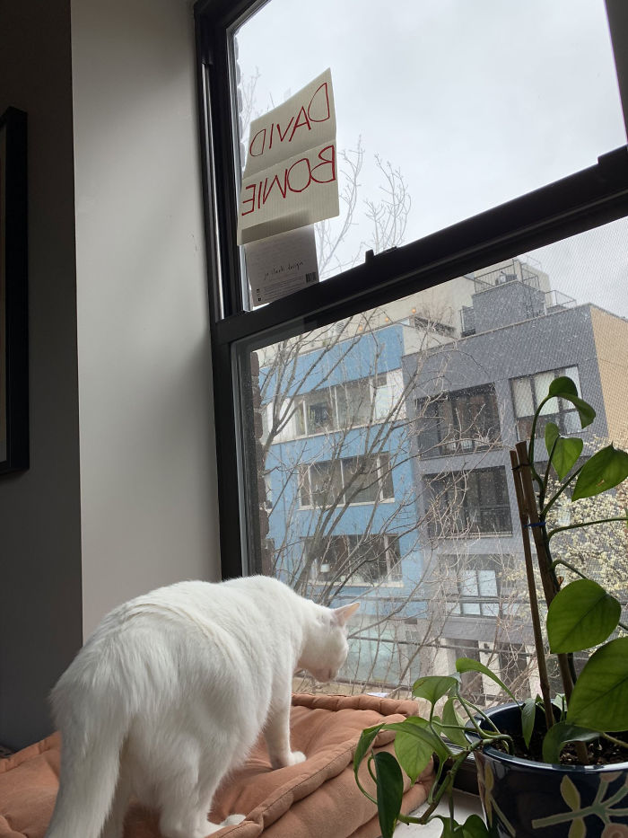 People Under Lockdown Are Using Window Signs To Talk To Their Neighbors About Their Cats, And It’s Too Pure People Under Lockdown Are Using Window Signs To Talk To Their Neighbors About Their Cats, And It’s Too Pure