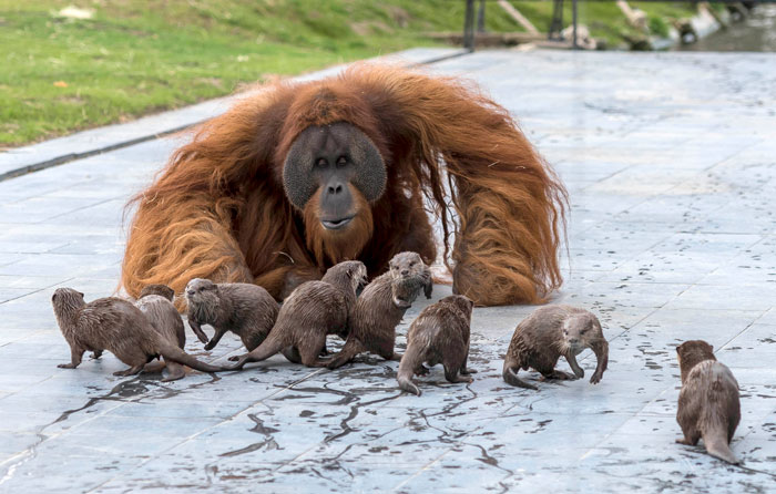 Orangutans Befriend Otters That Often Swim Through Their Enclosure At The Zoo Forming ‘A Very Special Bond’ Orangutans Befriend Otters That Often Swim Through Their Enclosure At The Zoo Forming ‘A Very Special Bond’