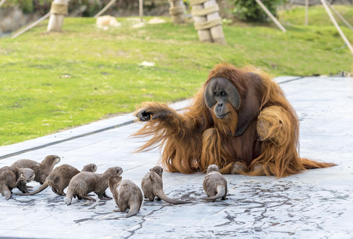 Orangutans Befriend Otters That Often Swim Through Their Enclosure At The Zoo Forming ‘A Very Special Bond’ Orangutans Befriend Otters That Often Swim Through Their Enclosure At The Zoo Forming ‘A Very Special Bond’