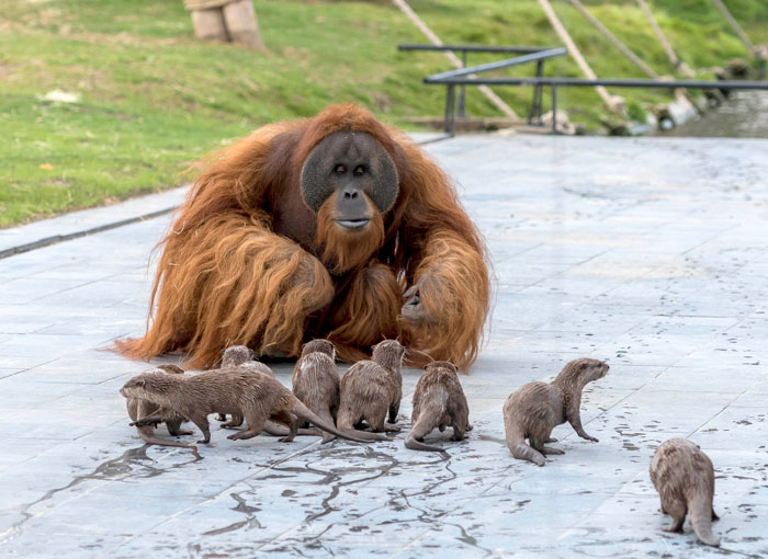 Orangutans Befriend Otters That Often Swim Through Their Enclosure At The Zoo Forming ‘A Very Special Bond’ Orangutans Befriend Otters That Often Swim Through Their Enclosure At The Zoo Forming ‘A Very Special Bond’