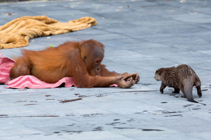 Orangutans Befriend Otters That Often Swim Through Their Enclosure At The Zoo Forming ‘A Very Special Bond’ Orangutans Befriend Otters That Often Swim Through Their Enclosure At The Zoo Forming ‘A Very Special Bond’