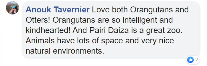 Orangutans Befriend Otters That Often Swim Through Their Enclosure At The Zoo Forming ‘A Very Special Bond’ Orangutans Befriend Otters That Often Swim Through Their Enclosure At The Zoo Forming ‘A Very Special Bond’