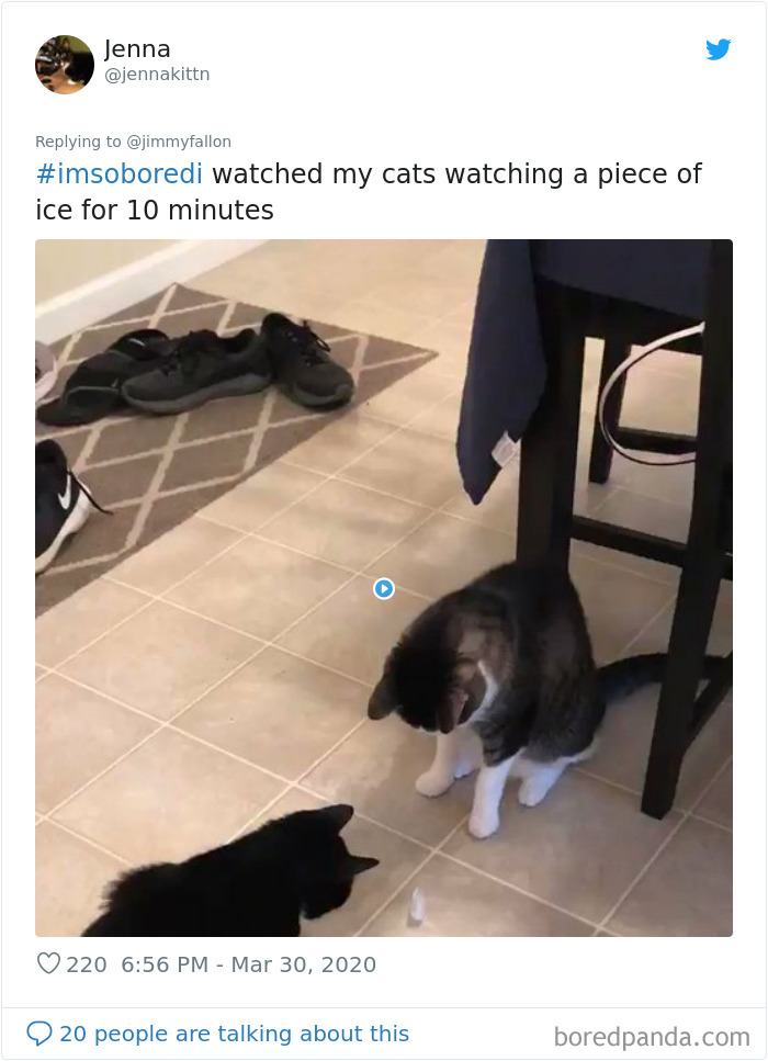 Jimmy Fallon Asked What People Are Doing While Bored In Quarantine And Here Are 30 Of The Funniest Answers Jimmy Fallon Asked What People Are Doing While Bored In Quarantine And Here Are 30 Of The Funniest Answers