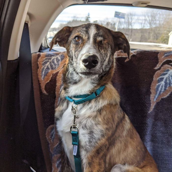 40 Most Wholesome Rescue Pet Photos Of This Month (March Edition) 40 Most Wholesome Rescue Pet Photos Of This Month (March Edition)