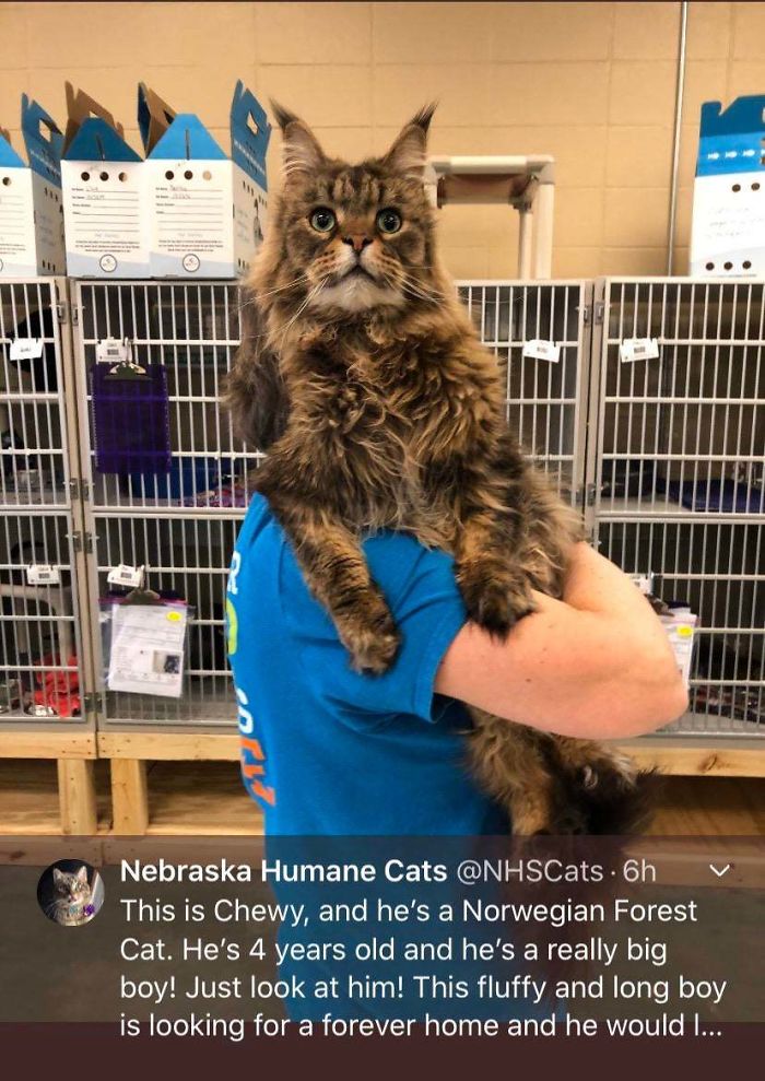 40 Most Wholesome Rescue Pet Photos Of This Month (March Edition) 40 Most Wholesome Rescue Pet Photos Of This Month (March Edition)