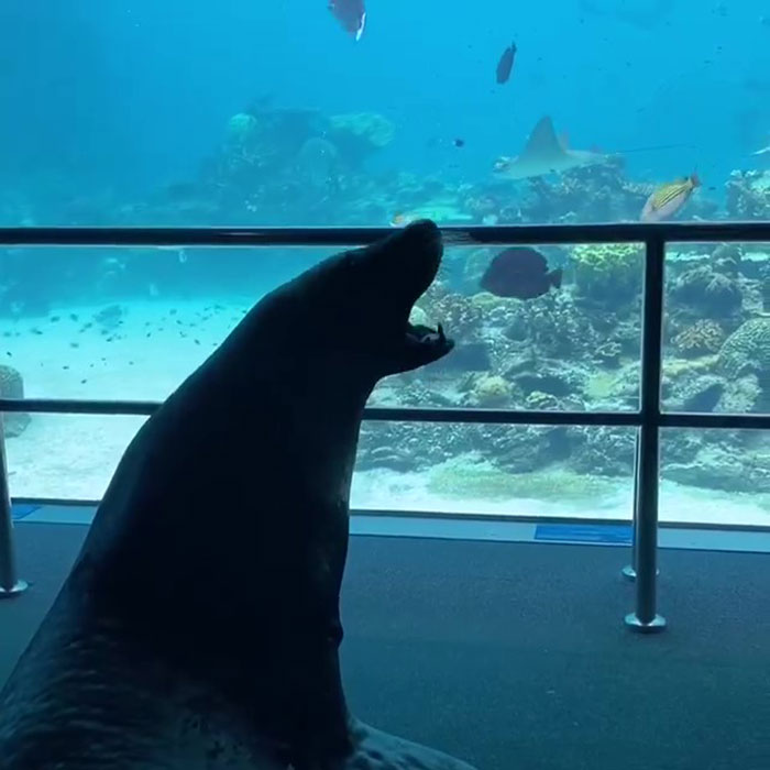 After Closing Down, This Sea World Shares The Adventures Of A Sea Lion Who Gets To Visit Other Animals At The Oceanarium After Closing Down, This Sea World Shares The Adventures Of A Sea Lion Who Gets To Visit Other Animals At The Oceanarium