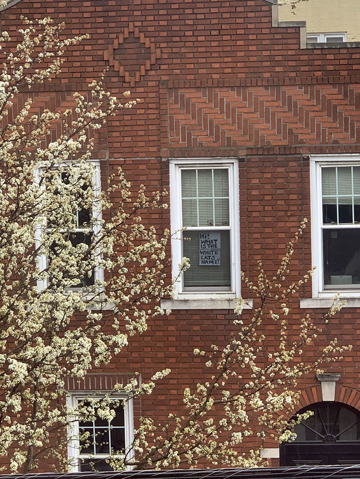 Woman Asks A Neighbor What His Cat’s Name Is Via A Sign On Her Window, Receives An Answer And Cute Pics Woman Asks A Neighbor What His Cat’s Name Is Via A Sign On Her Window, Receives An Answer And Cute Pics