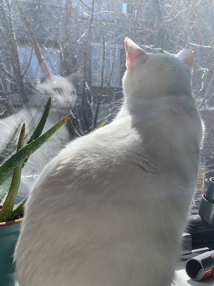 Woman Asks A Neighbor What His Cat’s Name Is Via A Sign On Her Window, Receives An Answer And Cute Pics Woman Asks A Neighbor What His Cat’s Name Is Via A Sign On Her Window, Receives An Answer And Cute Pics