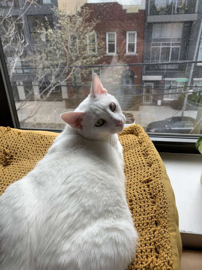 Woman Asks A Neighbor What His Cat’s Name Is Via A Sign On Her Window, Receives An Answer And Cute Pics Woman Asks A Neighbor What His Cat’s Name Is Via A Sign On Her Window, Receives An Answer And Cute Pics