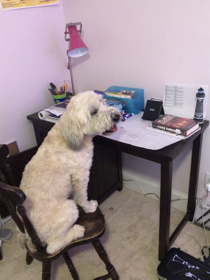 Hey, Pandas Who Are Now Forced To Work From Home, Post Your Workspace Setups Hey, Pandas Who Are Now Forced To Work From Home, Post Your Workspace Setups