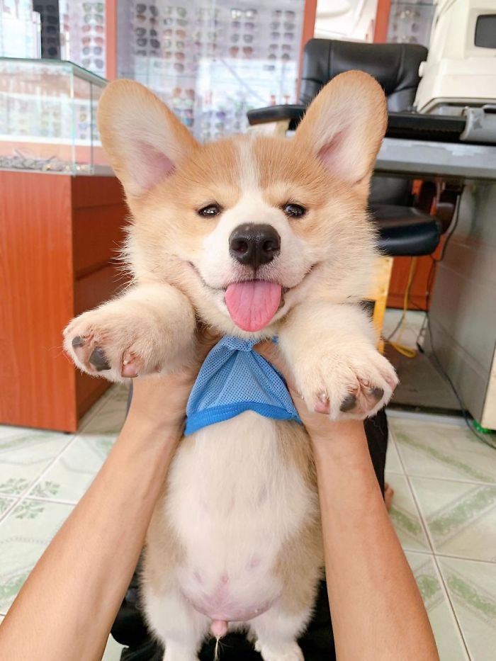 Corgi Gives His Owner And The Entire Internet A Mini Heart Attack After He Eats Some Dragon Fruit And Rests In The Mess Corgi Gives His Owner And The Entire Internet A Mini Heart Attack After He Eats Some Dragon Fruit And Rests In The Mess