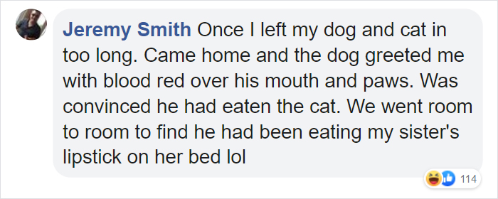 Corgi Gives His Owner And The Entire Internet A Mini Heart Attack After He Eats Some Dragon Fruit And Rests In The Mess Corgi Gives His Owner And The Entire Internet A Mini Heart Attack After He Eats Some Dragon Fruit And Rests In The Mess