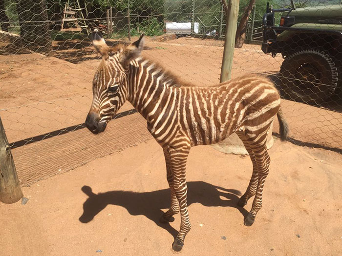 These Conservation Workers Use Special Suits To Take Care Of Baby Zebras These Conservation Workers Use Special Suits To Take Care Of Baby Zebras